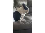 Dottie Lynn - Nc4314, Boston Terrier For Adoption In Maryville, Tennessee