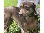Leah, Labrador Retriever For Adoption In Thomasville, North Carolina