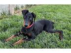 Zorro!, Doberman Pinscher For Adoption In Lincoln, California