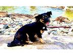 Nina!, Terrier (unknown Type, Small) For Adoption In Lincoln, California