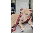 Harper, American Pit Bull Terrier For Adoption In Little Chute, Wisconsin