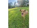 Melody, Terrier (unknown Type, Medium) For Adoption In Breaux Bridge, Louisiana