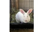 Clementine And Winnie, New Zealand For Adoption In Somerdale, New Jersey