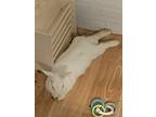 Gwen, American For Adoption In Somerdale, New Jersey