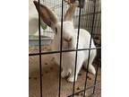 Patricia, American For Adoption In Somerdale, New Jersey