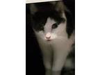 Bloom, Russian Blue For Adoption In Lyons, Illinois