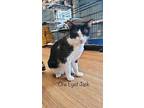 One Eyed Jack, Domestic Shorthair For Adoption In El Dorado, Arkansas