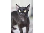 Eclipse, Domestic Shorthair For Adoption In Ottumwa, Iowa