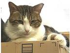 Bupp The Zapp, Turkish Van For Adoption In Lyons, Illinois