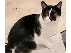 Her Majesty, Bombay For Adoption In Lyons, Illinois