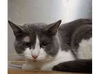 Ted, Russian Blue For Adoption In Lyons, Illinois