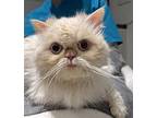 Edgar, Selkirk Rex For Adoption In New York, New York