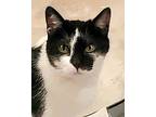 Elizabeth Her Majesty, Bombay For Adoption In Lyons, Illinois