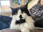 Noel, Domestic Shorthair For Adoption In Twin Falls, Idaho