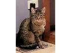 Koi, American Shorthair For Adoption In Lyons, Illinois