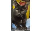 Boo Boo Ricky, Bombay For Adoption In Lyons, Illinois