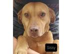 Sissy, Labrador Retriever For Adoption In El Dorado, Arkansas