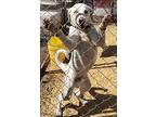 Casper, Labrador Retriever For Adoption In El Dorado, Arkansas