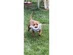 Felix, American Pit Bull Terrier For Adoption In Vallonia, Indiana