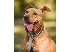 Betty, American Pit Bull Terrier For Adoption In Plant City, Florida