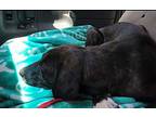 Takoda, Labrador Retriever For Adoption In El Dorado, Arkansas