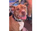 Ralph, American Pit Bull Terrier For Adoption In Plant City, Florida