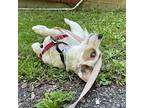 Champ, Dachshund For Adoption In Beacon, New York