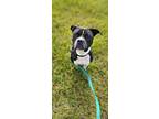 Queen Luci, Bull Terrier For Adoption In Marianna, Florida