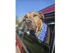 Banjo, Labrador Retriever For Adoption In Twin Falls, Idaho