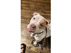 Professor Domino, American Pit Bull Terrier For Adoption In Birmingham, Alabama