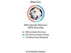 Eva, Labrador Retriever For Adoption In Henderson, Nevada