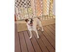 Abby, American Pit Bull Terrier For Adoption In Phenix City, Alabama