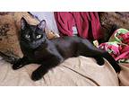 Brody, American Shorthair For Adoption In Riverside, California