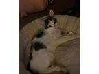 Sophia, Turkish Van For Adoption In Riverside, California