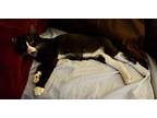 Lily, American Shorthair For Adoption In Riverside, California