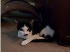 Tara, American Shorthair For Adoption In Riverside, California