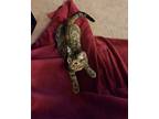 Sally, American Shorthair For Adoption In Riverside, California