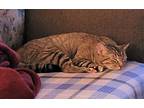 Rose, American Shorthair For Adoption In Riverside, California