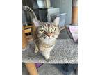 Gypsy, Domestic Shorthair For Adoption In Defiance, Ohio