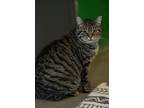 Befana, Domestic Shorthair For Adoption In Defiance, Ohio