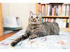 Bumblebee & Dragonfly [bonded], American Bobtail For Adoption In Los Angeles