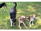 Brownie In Charles City Va, American Staffordshire Terrier For Adoption In
