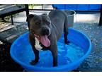 Quincy In Plainfield Nj, Staffordshire Bull Terrier For Adoption In Henrico