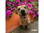 Jasper, American Pit Bull Terrier For Adoption In Cumberland, Maryland