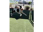 Wilt, American Pit Bull Terrier For Adoption In Julian, California
