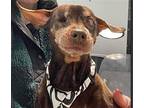 Pebblez A Sweet Little Princess, Miniature Pinscher For Adoption In
