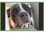 Dallas, American Pit Bull Terrier For Adoption In Amherst, Massachusetts