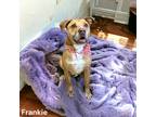 Frankie, Labrador Retriever For Adoption In Cumberland, Maryland