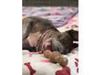 Viola, American Pit Bull Terrier For Adoption In Julian, California