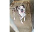 Bree, American Pit Bull Terrier For Adoption In Simi Valley, California